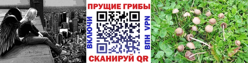 Галлюциногенные грибы Cubensis  Купить  Ноябрьск 
